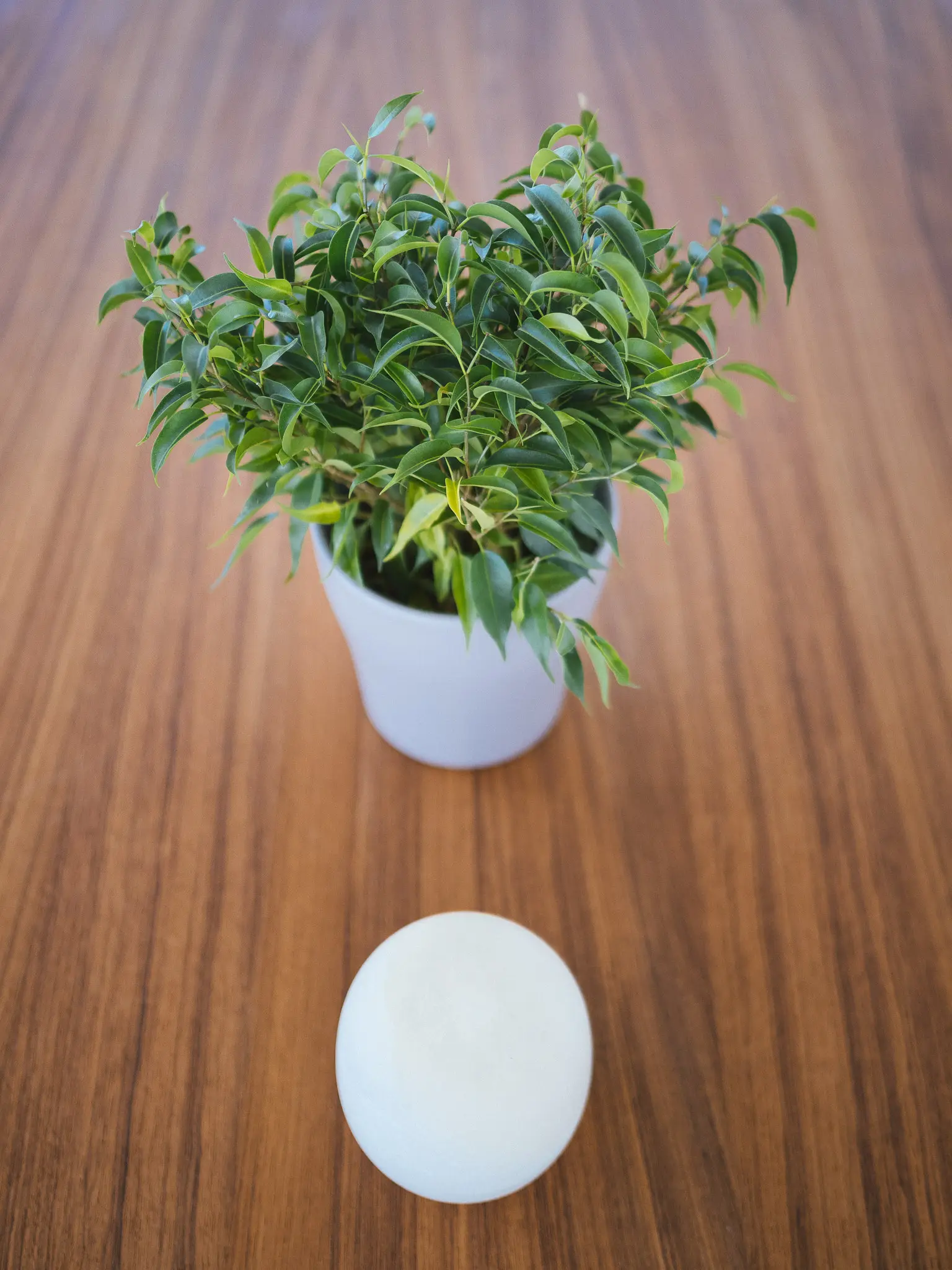 MIDORI , photograph 33
