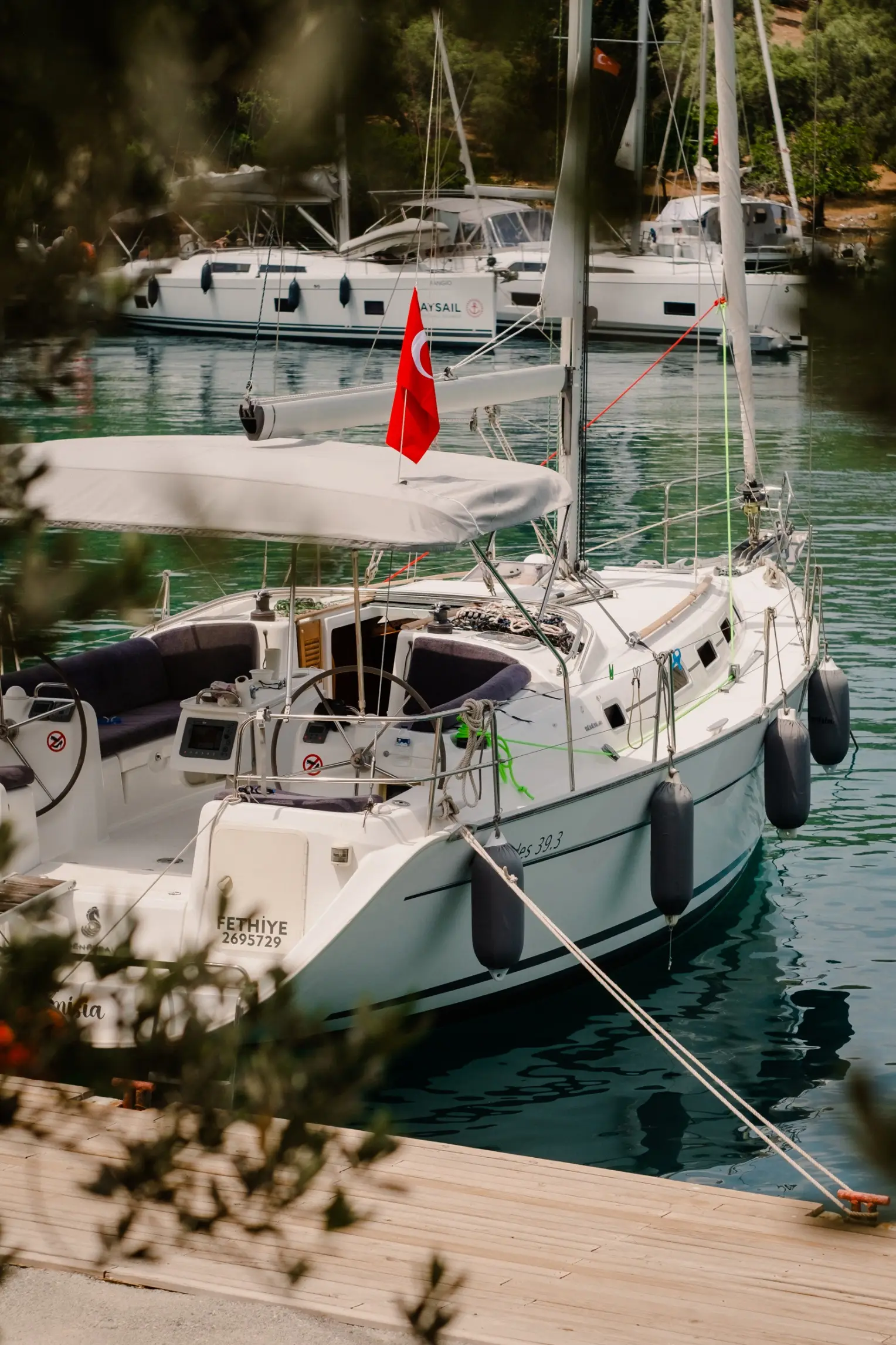 Artemisia, photograph 3