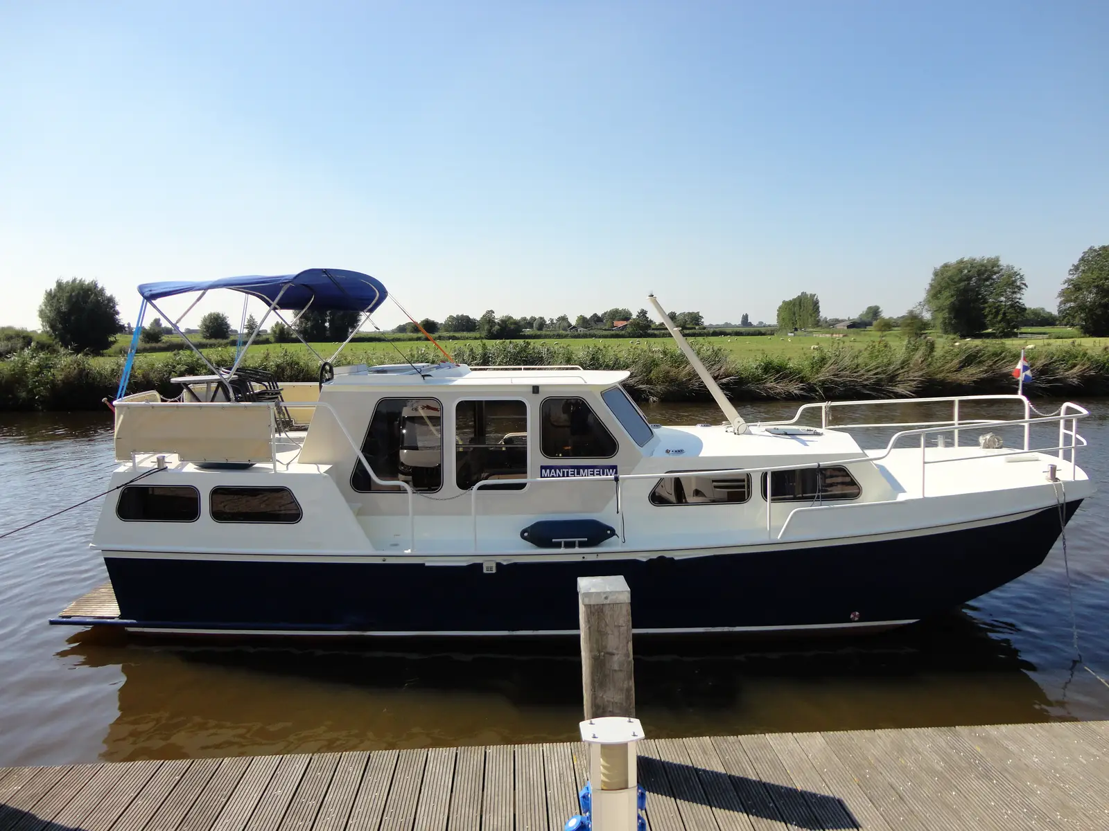 Mantelmeeuw, Main image