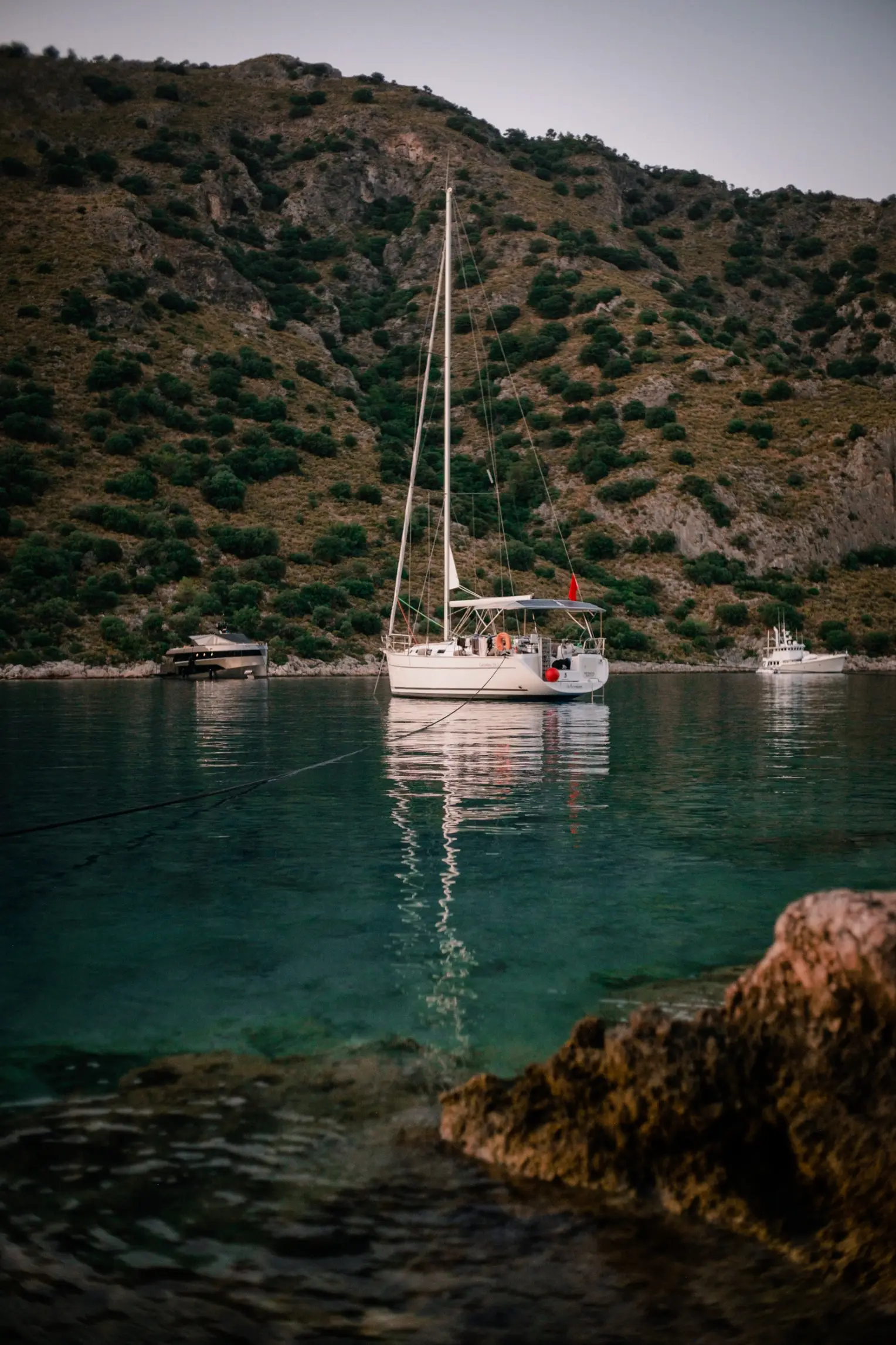 Artemisia, photograph 5
