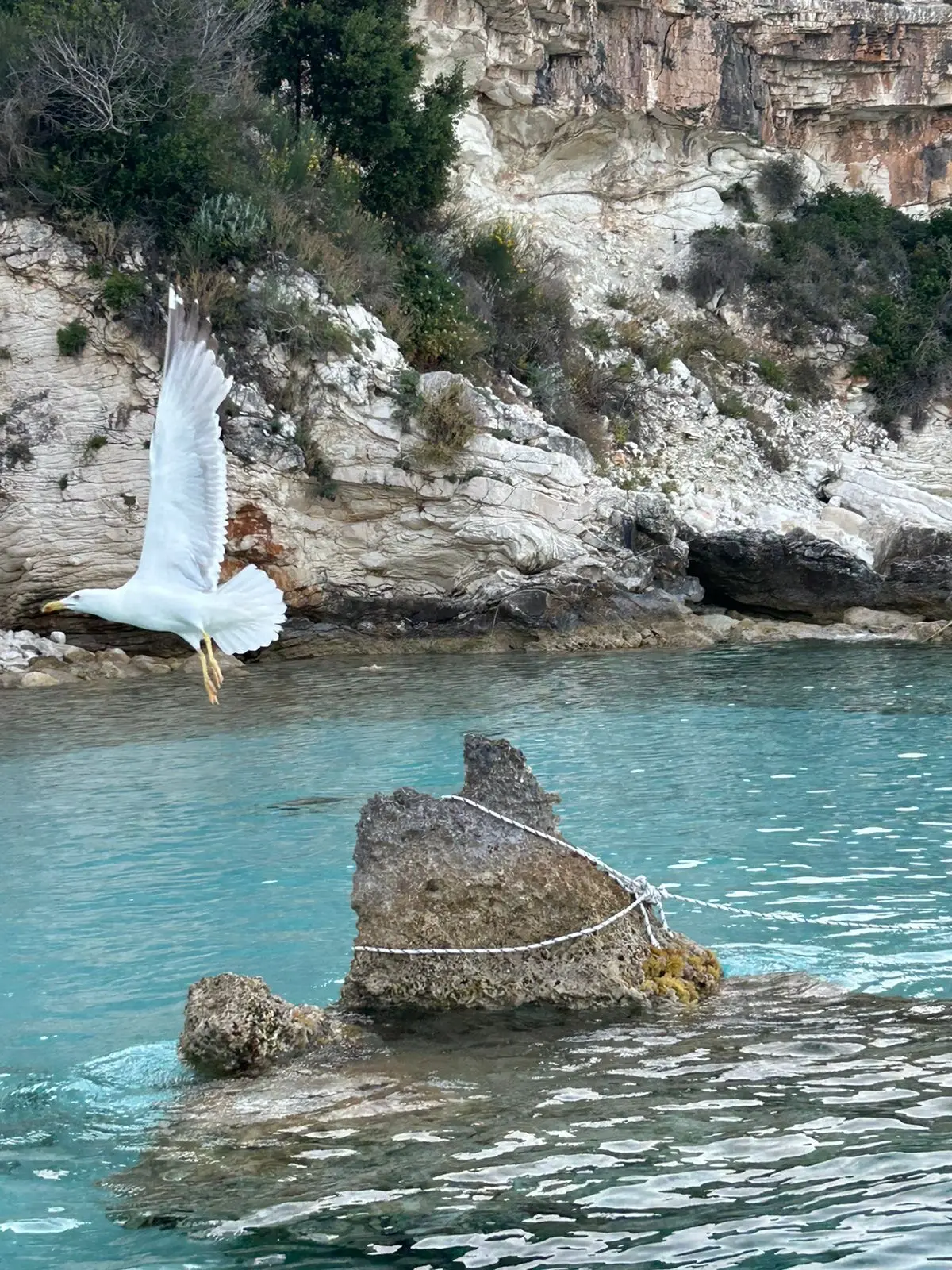 Nausicaa, photograph 4