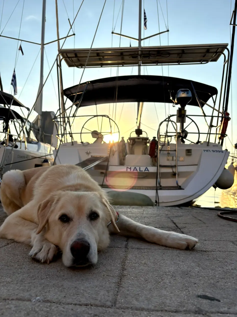 Nala, photograph 2