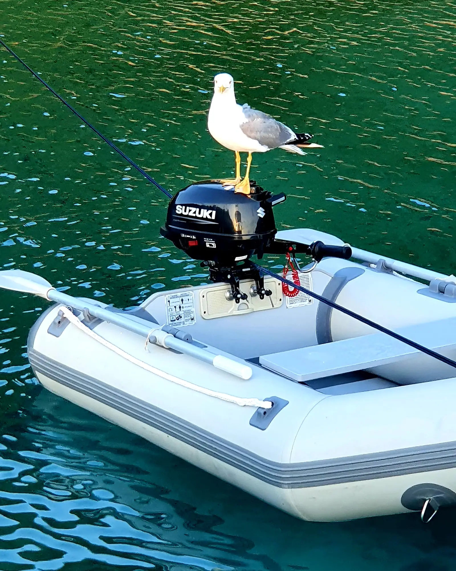 Scorpion, foto 14